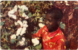 Picking Cotton - Carey's Emporium