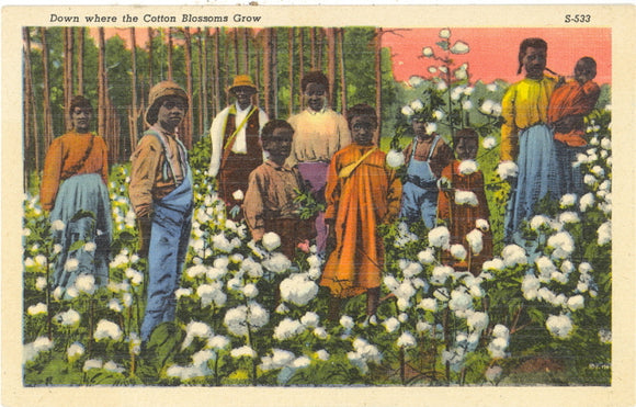 Picking Cotton - Carey's Emporium