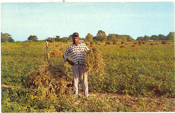 Peanut Harvest Time in the South Land - Carey's Emporium