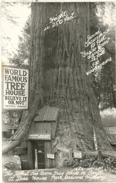 The Tallest one Room Tree House on Earth - Carey's Emporium
