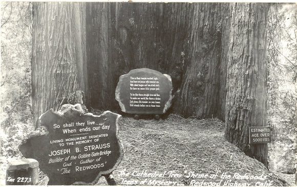 Cathedral Tree Shrine of the Redwoods - Carey's Emporium