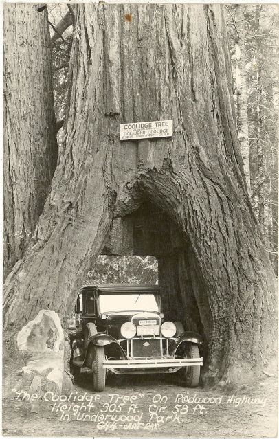 Coolidge Tree In Underwood Park - Carey's Emporium
