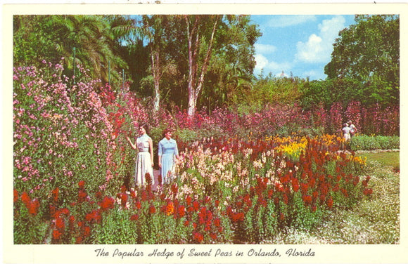 Hedge of Sweet Peas on Lake Eola, Orlando, FL - Carey's Emporium