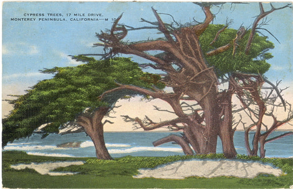 Cypress Trees, 17 Mile Drive, Monterey Peninsula, CA - Carey's Emporium