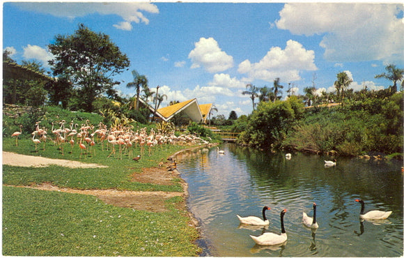 Busch Gardens, Tampa, FL - Carey's Emporium