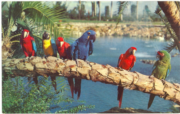 Busch Gardens, Tampa, FL - Carey's Emporium