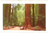 Muir Woods Souvenir Folder - Carey's Emporium