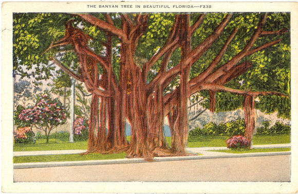 The Banyon Tree in Beautiful Florida - Carey's Emporium