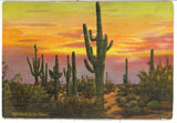 The Beauties of the Desert Souvenir Folder - Carey's Emporium