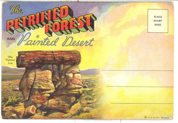 The Petrified Forest and Painted Desert Souvenir Folder - Carey's Emporium