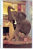 National Museum of Natural History, Smithsonian Institution Souvenir Folder - Carey's Emporium