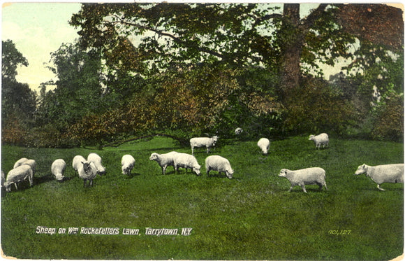 Sheep on Rockefeller's Lawn, Tarrytown, NY - Carey's Emporium