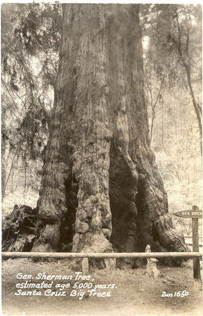 Gen. Sherman Tree, Santa Cruz Big Trees, CA - Carey's Emporium