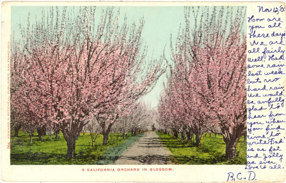 A California Orchard in Bloom - Carey's Emporium
