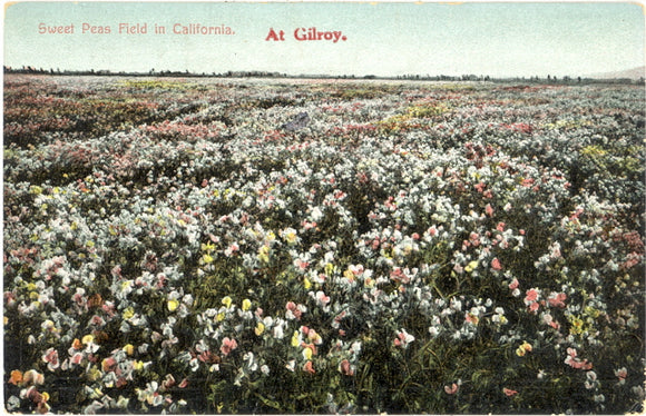 Sweet Pea Field in California at Gilroy, CA - Carey's Emporium