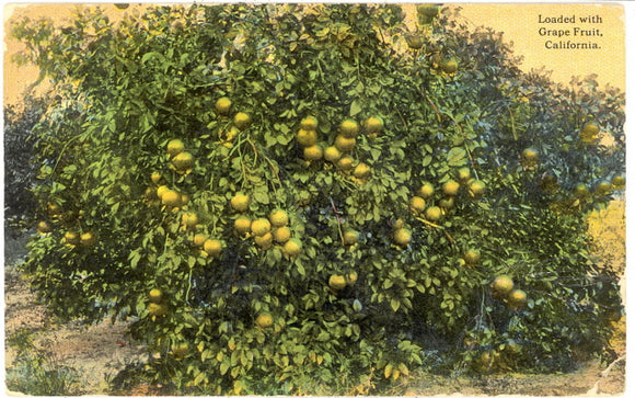 Loaded With Grape Fruit, Fullerton, CA - Carey's Emporium