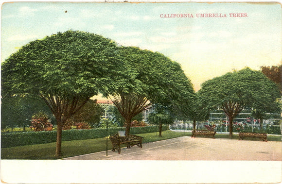 California Umbrella Trees - Carey's Emporium