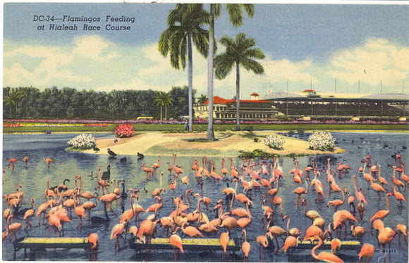 Flamingos Feeding at Hialeah Race Course, Miami, FL - Carey's Emporium