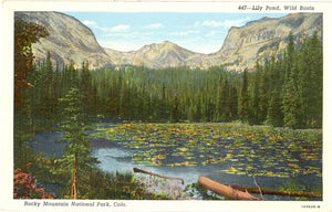 Lily Pond, Wild Basin, Rocky Mountain National Park, CO - Carey's Emporium