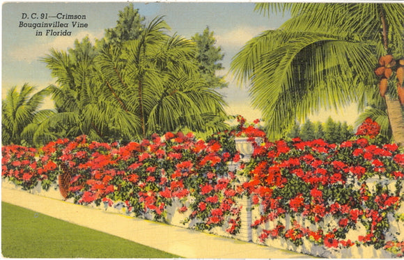 Crimson Bougainvillea Vine in Florida - Carey's Emporium