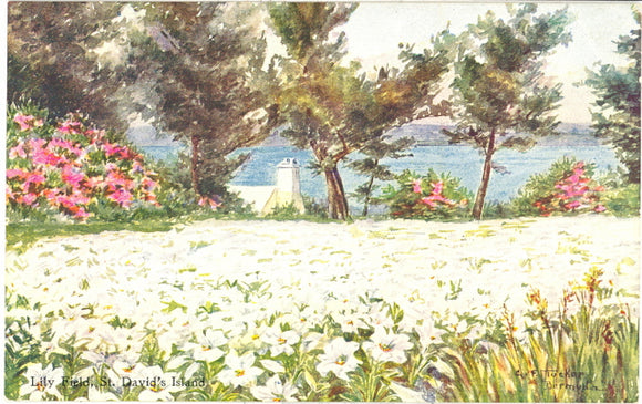 Lily Field, St. David's Island, Bermuda - Carey's Emporium