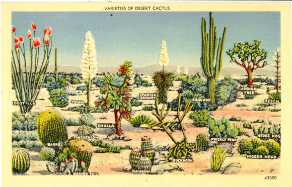 Varieties of Desert Cactus - Carey's Emporium