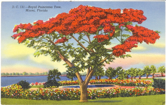 Royal Poinciana Tree, Miami, FL - Carey's Emporium