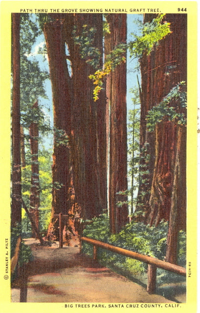 Path thru the Grove Showing Natural Graft Tree, Big Trees Park, Santa Cruz, CA - Carey's Emporium