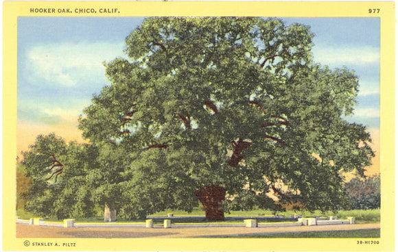 Hooker Oak, Chico, CA - Carey's Emporium