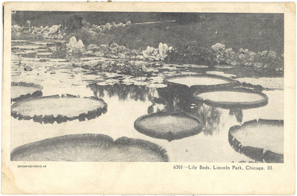 Lily Beds, Lincoln Park, Chicago, IL - Carey's Emporium