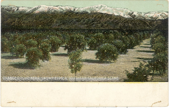 Orange Grove Near Snowfields, a Southern California Scene - Carey's Emporium