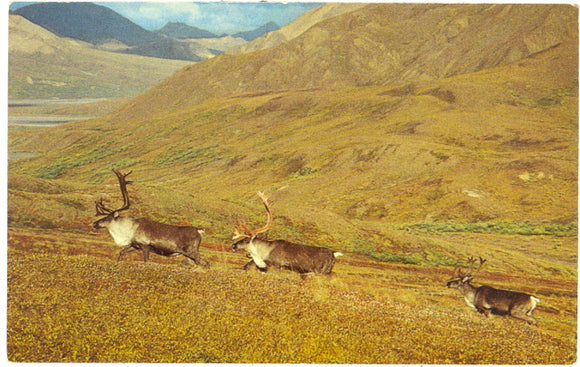 Bull Caribou, Mount McKinley National Park, AK - Carey's Emporium