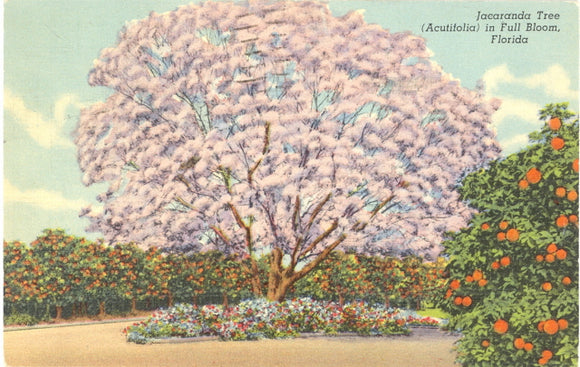 Jacaranda Tree (Acutifolia) in Full Bloom, Florida - Carey's Emporium