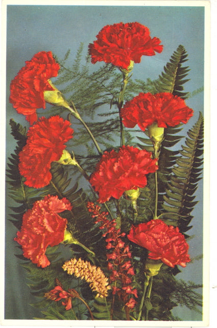 Carnations - Carey's Emporium