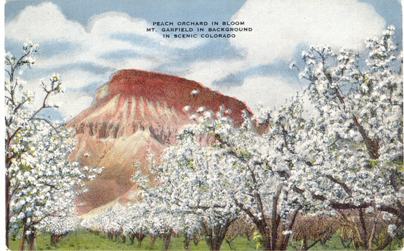 Peach Orchard, near Palisade, CO - Carey's Emporium