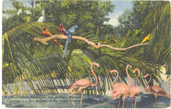 Colorful Flamingos and Brilliant Macaws Combine in a Riot of Color at the Parrot Jungle - Carey's Emporium