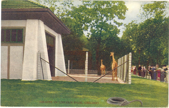 Giraffe in Lincoln Park, Chicago, IL - Carey's Emporium