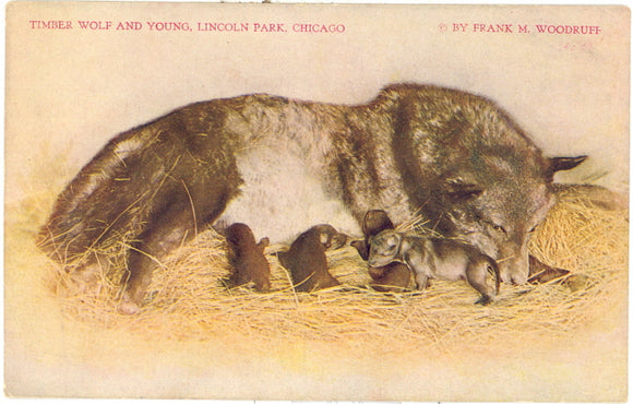Timber Wolf and Young, Lincoln Park, Chicago, IL - Carey's Emporium