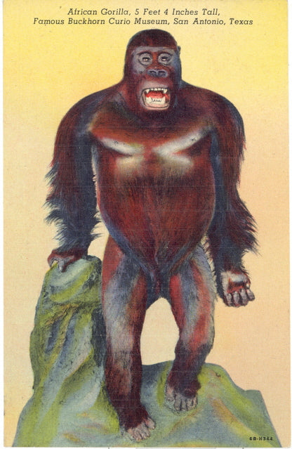 African Gorilla, 5 feet 4 inches Tall, Famous Buckhorn Curio Museum, San Antonio, TX - Carey's Emporium