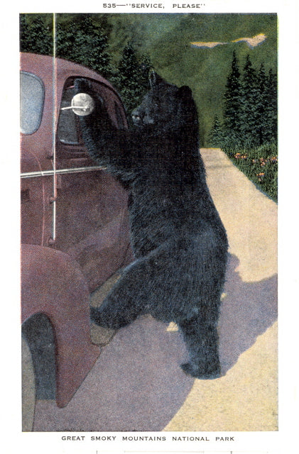 Service, Please, Black Bear, Great Smoky Mountains National Park - Carey's Emporium