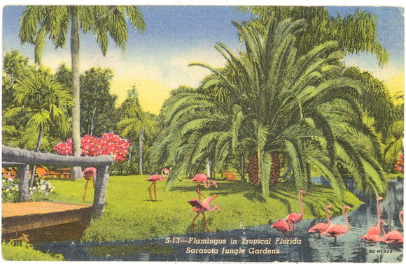 Flamingos in Tropical Florida, Sarasota Jungle Gardens, FL - Carey's Emporium
