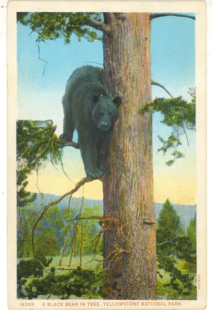 Black Bear in Tree, Yellowstone National Park - Carey's Emporium
