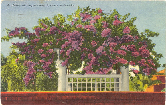 Arbor of Purple Bougainvillea in Florida - Carey's Emporium