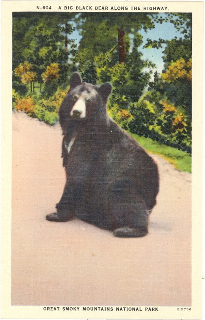 Big Black Bear Along the Highway, Great Smoky Mountains National Park - Carey's Emporium