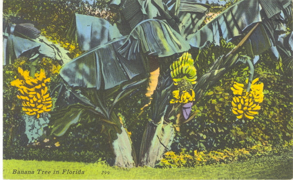 Banana Tree in Florida - Carey's Emporium