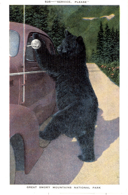 Service, Please, Black Bear, Great Smoky Mountains National Park - Carey's Emporium