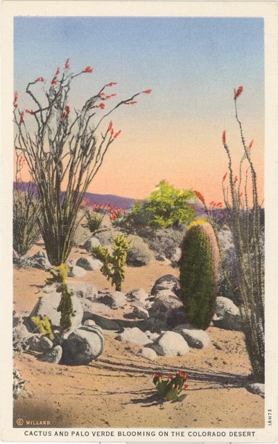Cactus and Palo Verde Blooming on the Colorado Desert - Carey's Emporium