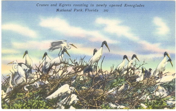 Cranes and Egrets roosting in Newly Opened Everglades National Park, FL - Carey's Emporium