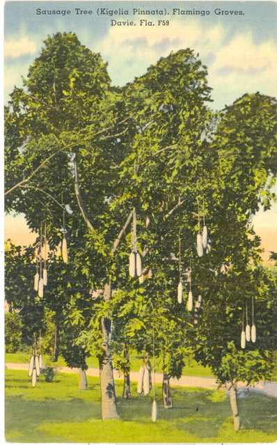 Sausage Tree (Kigelia Pinnata), Flamingo Groves, Davie, FL - Carey's Emporium
