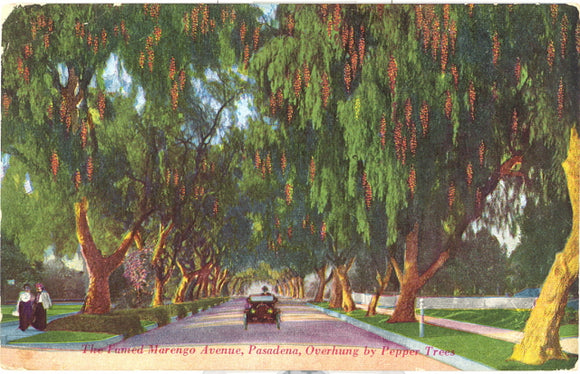 Fruited Marengo Avenue, Overhung by Pepper Trees, Pasadena, CA - Carey's Emporium